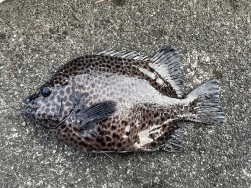 イシガキダイ釣果