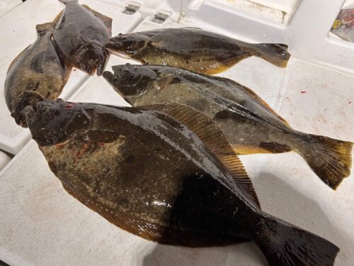 ヒラメ 泳がせ釣り 仕掛け