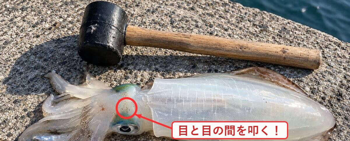 アオリイカの締めポイント。目と目の間をゴムハンマーで叩く
