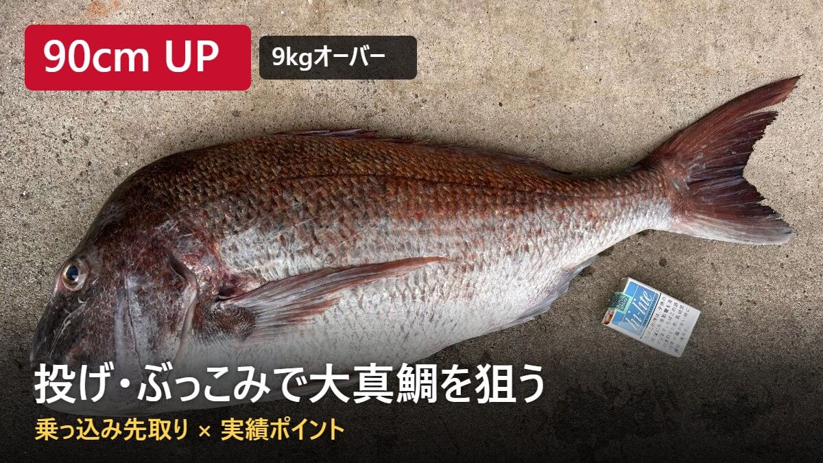 投げ・ぶっこみ釣りで釣った90cm・9kgオーバーの大真鯛